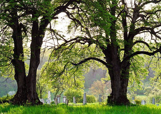 istock Countryside cemetery with green grass and trees 483747103