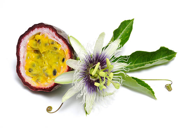 Passionfruit with flower stock photo