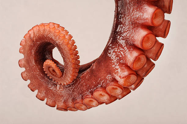 Octopus Large Octopus arm with suckers. calamari photos stock pictures, royalty-free photos & images