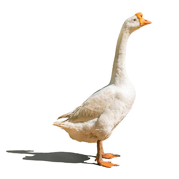 istock Domestic goose isolated on white 483748133