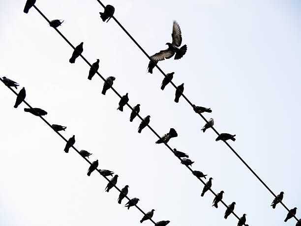 istock Sparrows on power lines in winter day 483748223