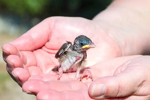 Photo of Alone baby sparrow bird in hands fallen from the nest