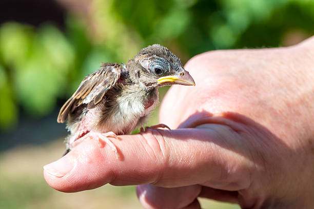 Horizontal composition photography of pretty cute but sad alone baby young animal without his parents, house sparrow baby bird only a few weeks old, rescue by one person, found fallen from his nest on the ground in sunny day summer season. The young animal newborn is taken perched on one finger from unrecognizable women hands. The small baby animal is looking away, he is waiting after his parents. No animals were harmed in the making of these photographs.