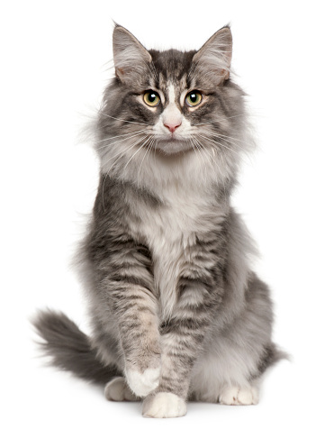 A 5-month-old Norwegian Forest cat is sitting in front of a white background.  The cat's fur is different shades of gray and white, and it is predominantly white on his stomach, nose, chest and paws.  The cat's tail can be seen on the left side.