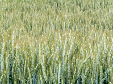 green wheat fields