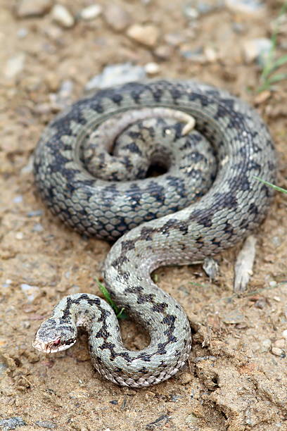 large beautiful female berus viper large beautiful female european common viper ( Vipera berus ) standing on the ground common adder stock pictures, royalty-free photos & images