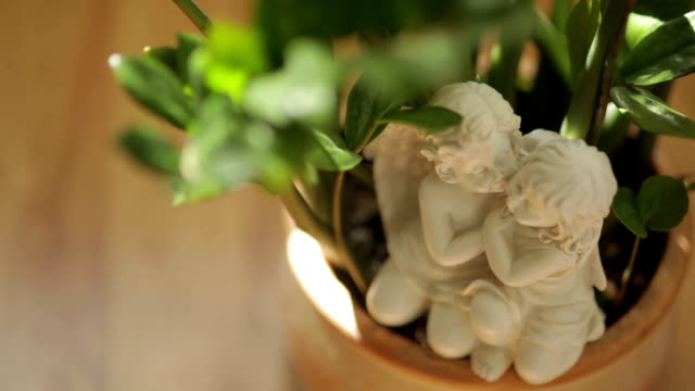 Flovers in vase - Stock footage