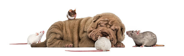 istock Shar Pei puppy lying down, sleeping and surrounded by mice 483748845