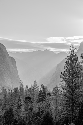 Landscape at Kings Canyon National Park, California. Vertical, black and white, image shows a scenic view of the mountain terrain and forest valley trees. The sun casts a haze over the mountains.