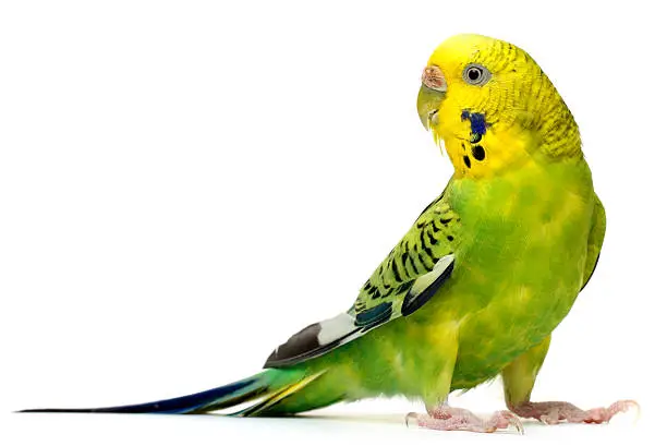 Photo of Budgerigar