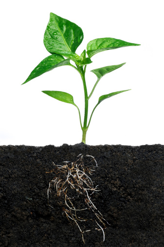 Seedling with roots.