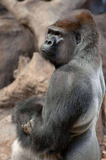 gorila - gorilla zoo animal silverback gorilla imagens e fotografias de stock