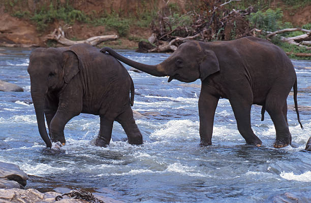 Elephants stock photo