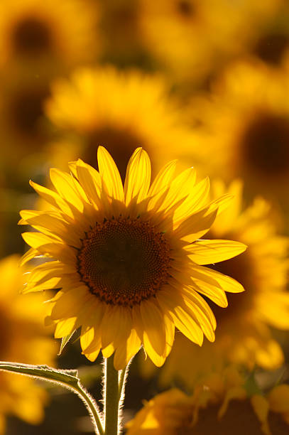 Sunflower stock photo