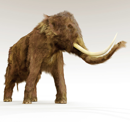 An illustration of a Woolly Mammoth on a white background. The woolly mammoth was a species of mammoth living during the early Pliocene.