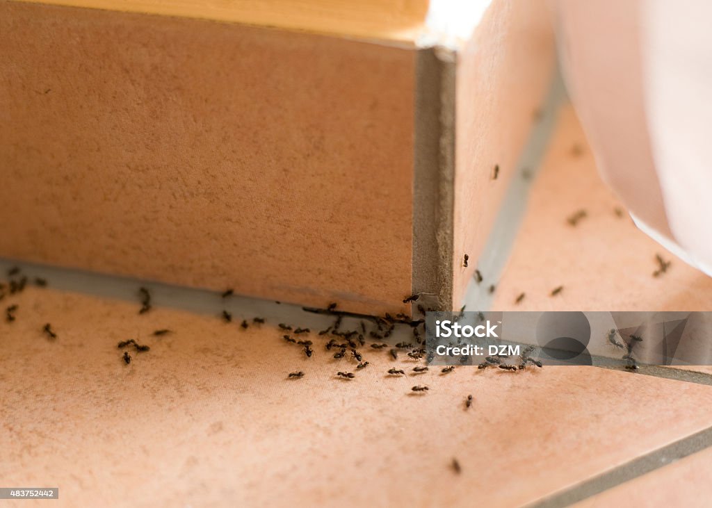 Ants plague Ants crawling inside of home on the floor Ant Stock Photo