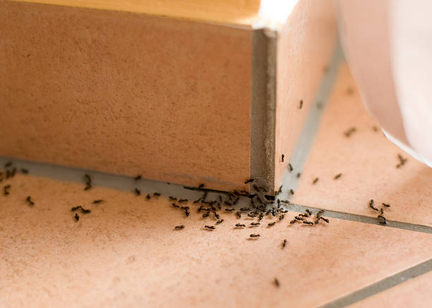 Ants plague Ants crawling inside of home on the floor ant stock pictures, royalty-free photos & images