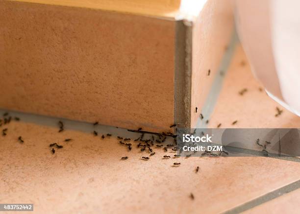 Ants Plague Stock Photo - Download Image Now - Ant, House, Insect
