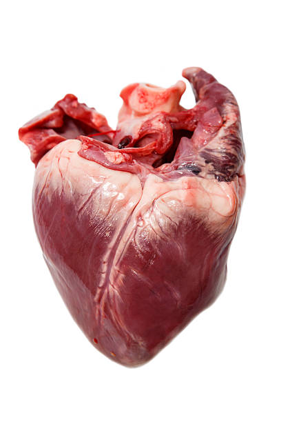 porco cru coração - anatomy blood animal vein human artery imagens e fotografias de stock