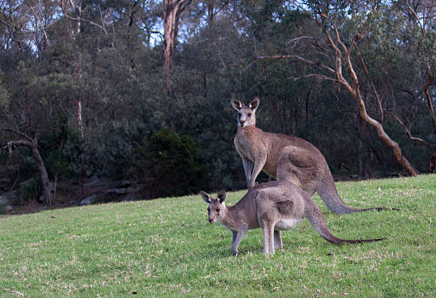 istock Pair of Australian kangaroos in grass field 483753005