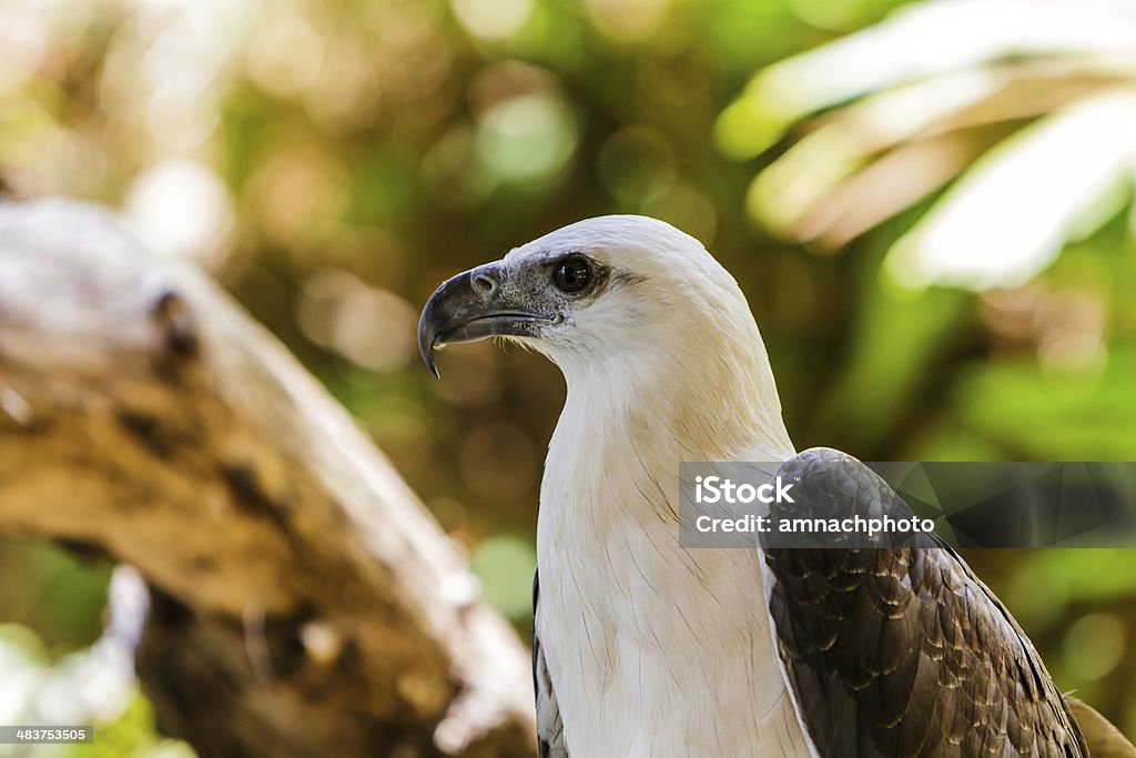 White hawk. Close up white hawk upper body and head shot. Animal Stock Photo