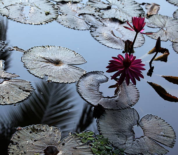 THAILAND AYUTHAYA LOUS FLOWER A water lily garden in a hotel park in the temple city of Ayutthaya north of Bangkok in Thailand tropische bloem stock pictures, royalty-free photos & images