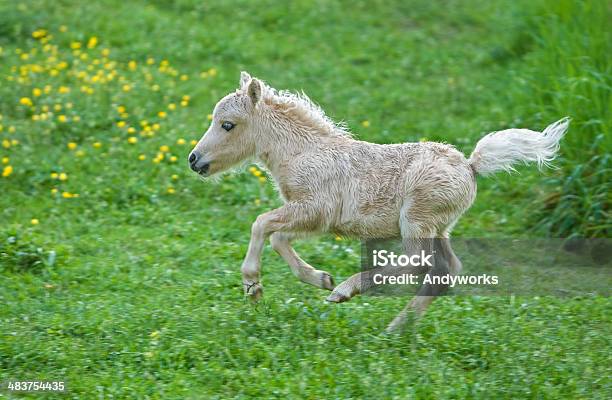 Jumping Falabella Stutenfohlen Stockfoto und mehr Bilder von Aktivitäten und Sport - Aktivitäten und Sport, Bewegung, Bewegungsunschärfe