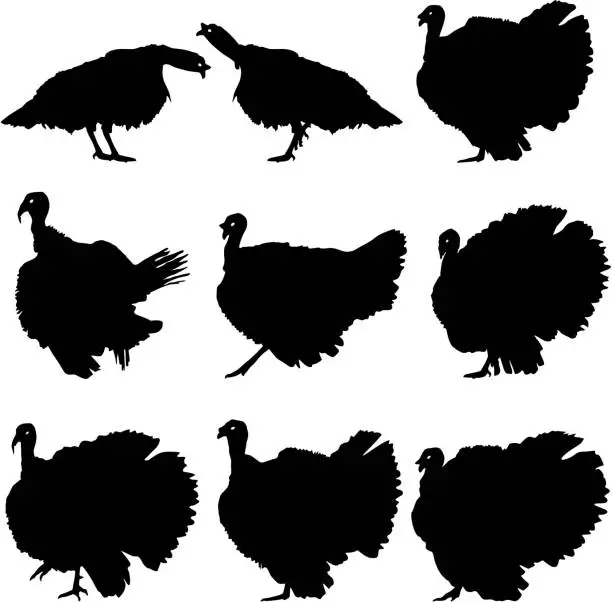 Vector illustration of Silhouettes of turkeys.