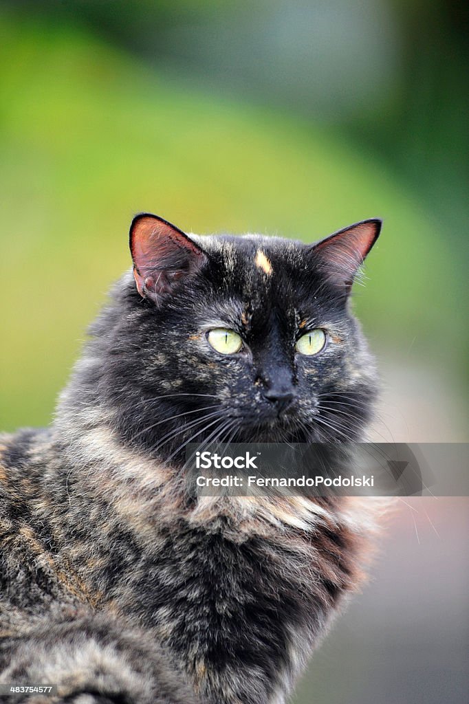 Gato de pêlo longo - Royalty-free Adulto Foto de stock