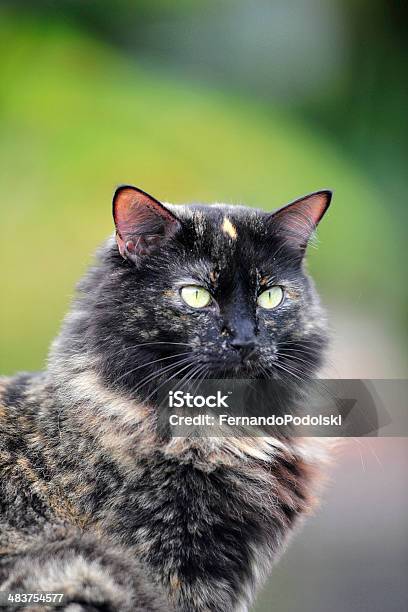 Gato De Pêlo Longo - Fotografias de stock e mais imagens de Adulto - Adulto, Animal, Animal de Estimação