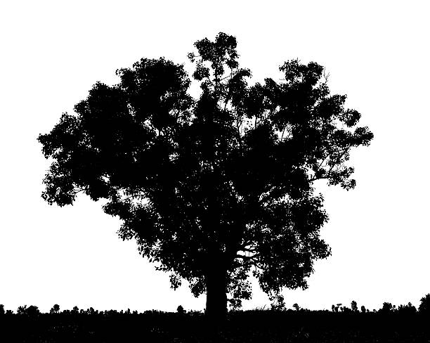 istock black silhouette of tree set, on a white background 483754685