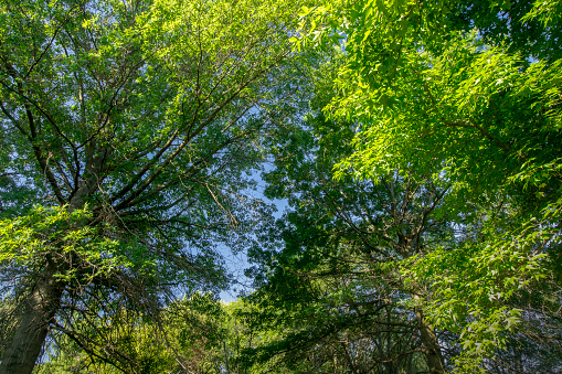 Trees in a forest in Southeastern Poland.