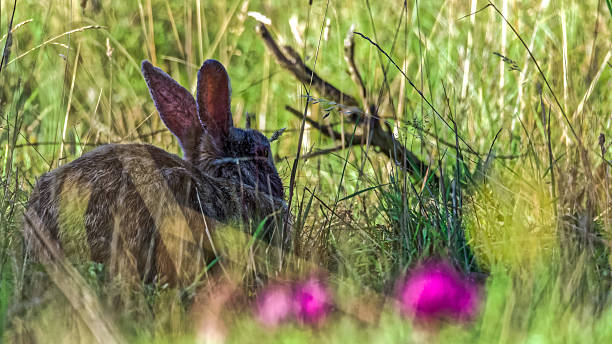 istock Wild european rabbit (Oryctolagus cuniculus) sitting in high grass 483755734