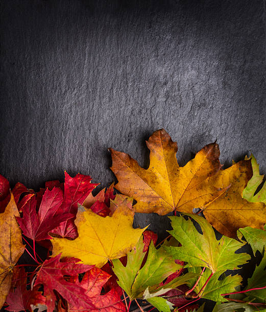 istock Autumn background with colorful leaves on dark slate, top view 483758788