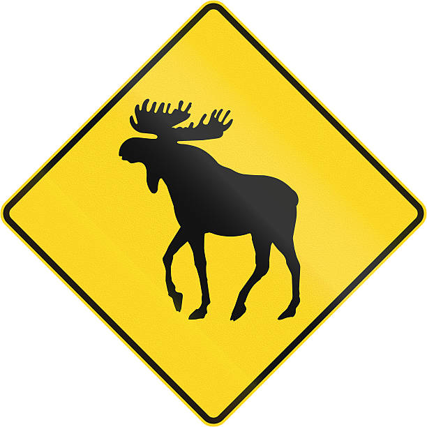 무스 건널목 캐나다 - moose crossing sign 뉴스 사진 이미지
