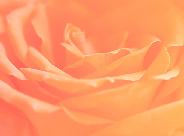 istock soft color organs nature single rose background 483763310