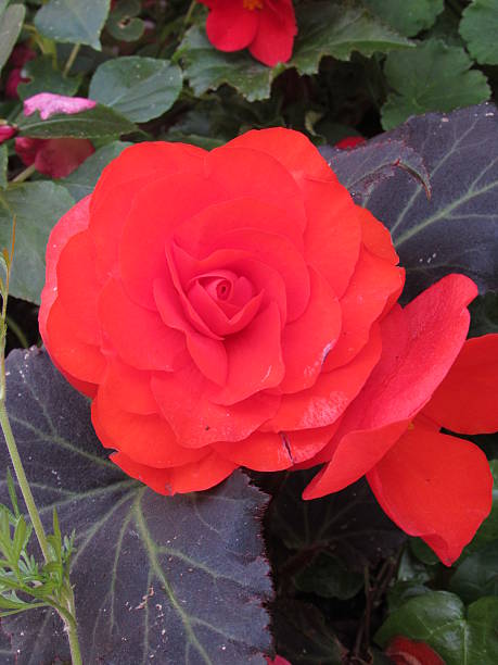 Red flower unique in its beauty stock photo