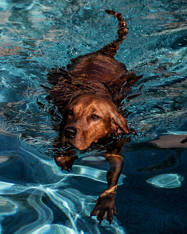 Beautiful Redbone Coonhound dog swimming.