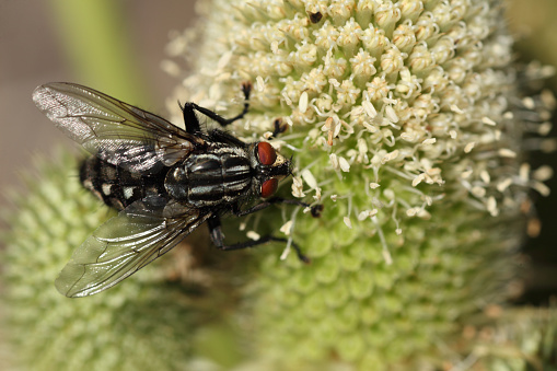 Close up image of a fly on sea holly