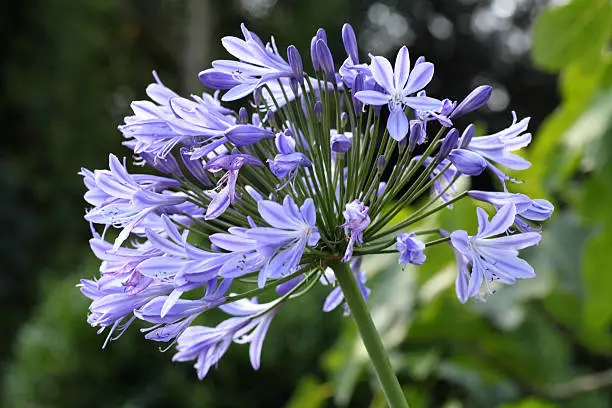 Close up image of a blue agapanthus flower