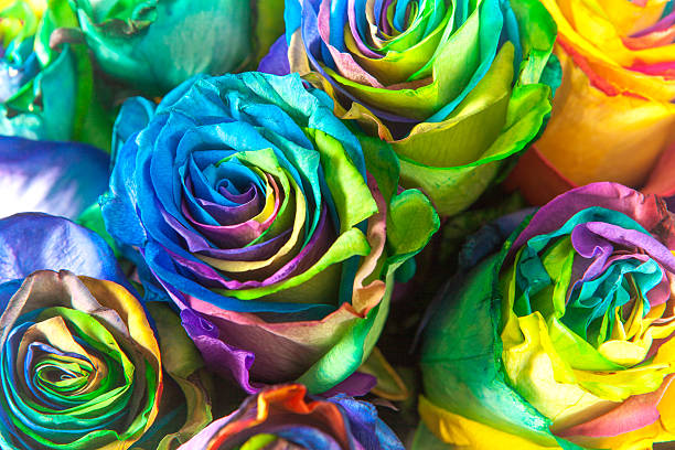 bouquet di rose color arcobaleno - dozen roses immagine foto e immagini stock