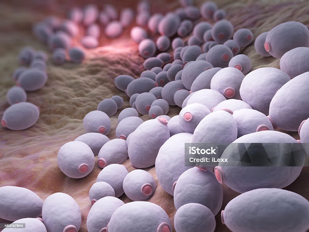Candida albicans bacteria Candida albicans is a diploid fungus that grows both as yeast and filamentous cells and a causal agent of opportunistic oral and genital infections in humans Thrush - Yeast Infection Stock Photo