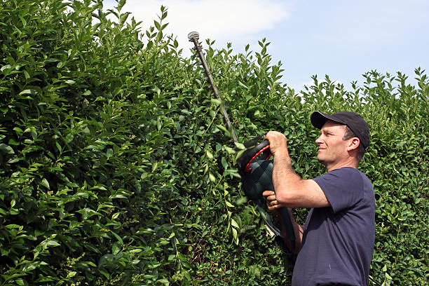 istock To clip a hedge, gardening 483768237