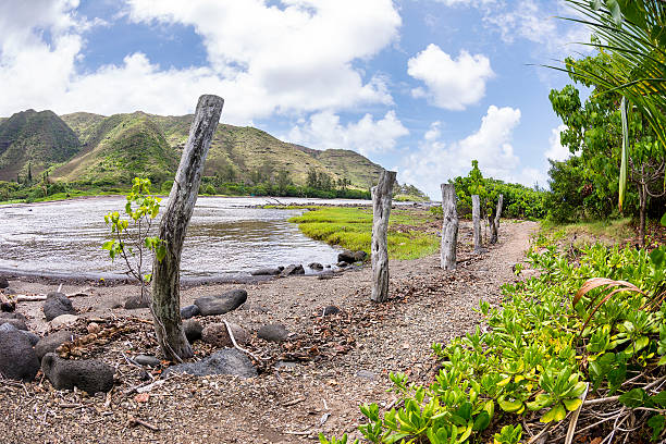 trilha para caminhada ao longo da hawaiian beach - molokai - fotografias e filmes do acervo