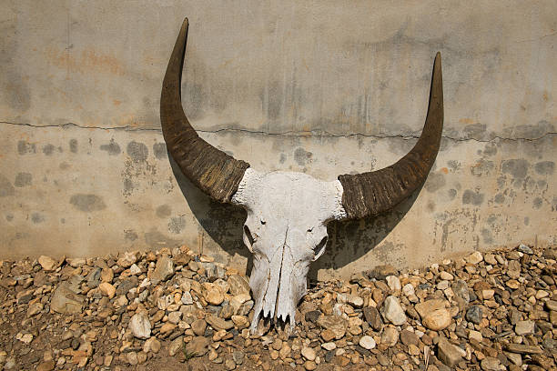 istock Buffalo head skull lay on the ground. 483768705