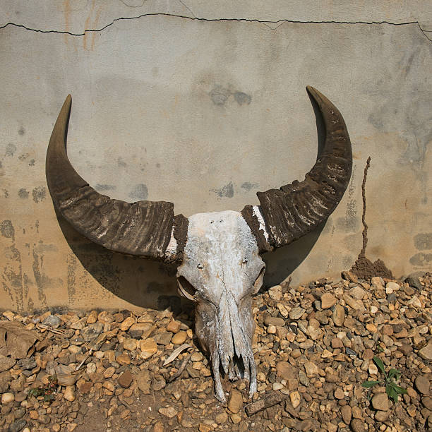 istock Buffalo head skull lay on the ground. 483768733