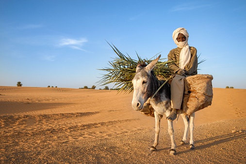 African nomad senior having protection in face. He is crossing the dry desert and riding his donkey during warm day.