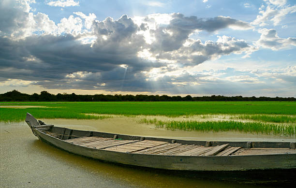 Rain clouds rolling in creating heavenly light over a rice field in Cambodia where the waters were receding on Tonle Sap lake.