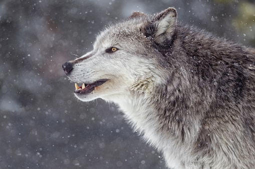 Gray Wolf in Winter Snow