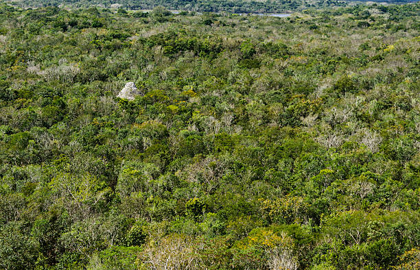 Mayan Pyramid in tropical rainforest -XXXL